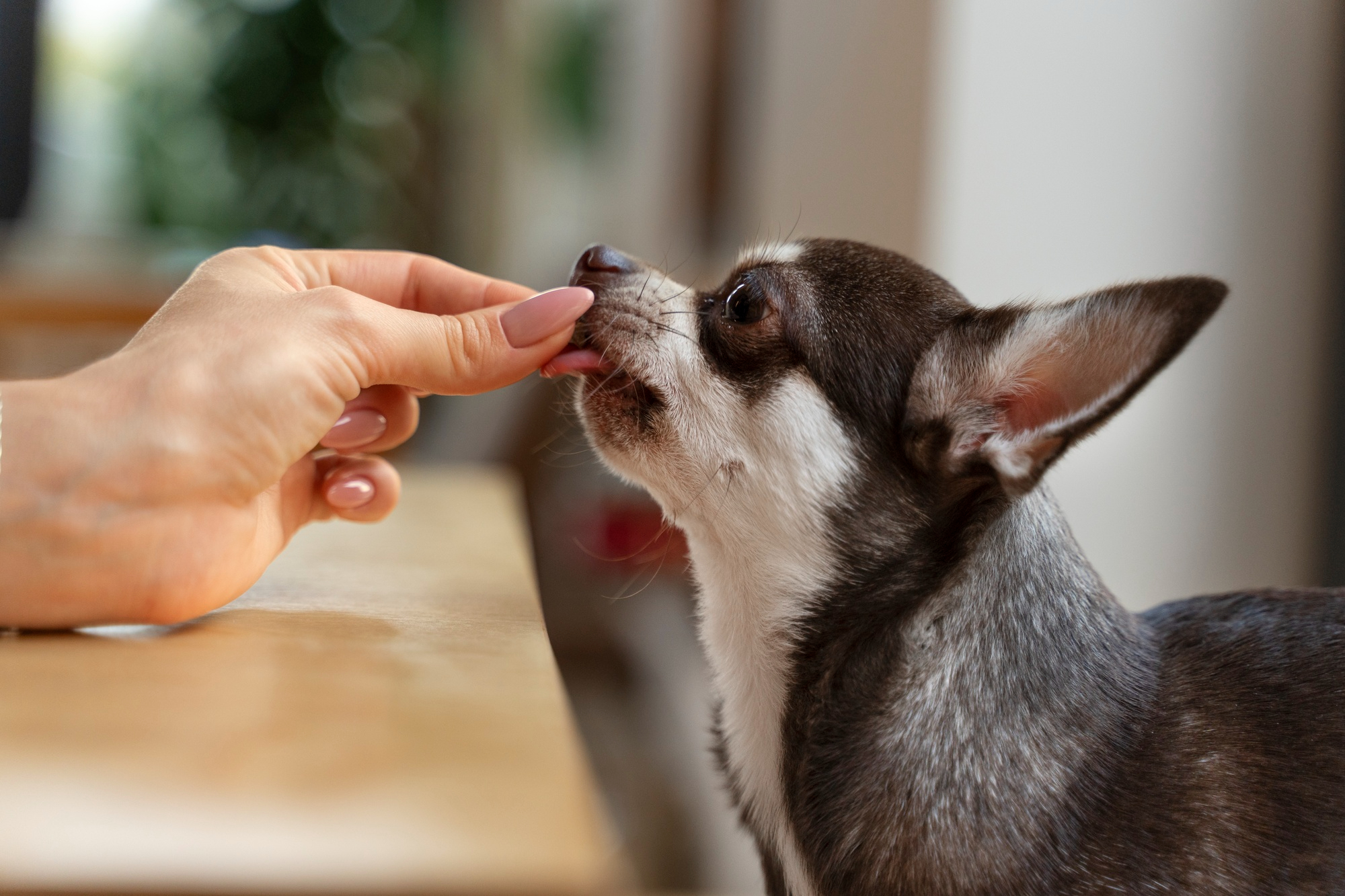 Suplementy dla psów – wszystko co musisz o nich wiedzieć